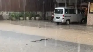 Fast car runs over a snake crawling on the road during intense rain || WooGlobe
