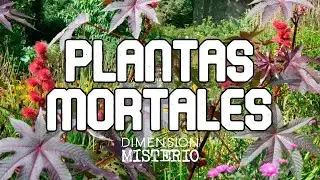 Las 10 plantas m&aacute;s mortales y venenosas para el ser humano - Dimensi&oacute;n Misterio