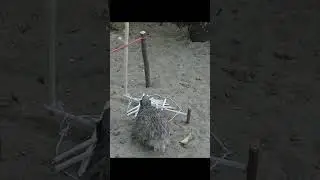 A Good Bird Trap Made From Sticks and Rubber Bands #shorts