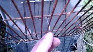 Animal Damage Management