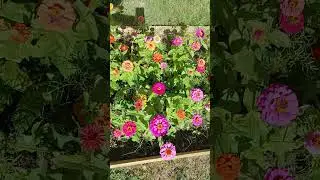 Butterflies! Feeding on organic nectar and pollen.