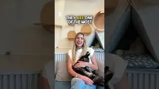 Purebred Maine Coon Kittens &ndash; Gentle Giants 🐾 HappyPawsUS