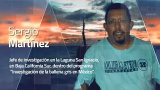 Reporte Clim&aacute;tico 230 | Ballena gris frente al cambio clim&aacute;tico