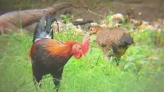 pet chickens if released by their parents