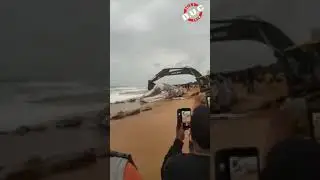 Removal of carcuss of whale