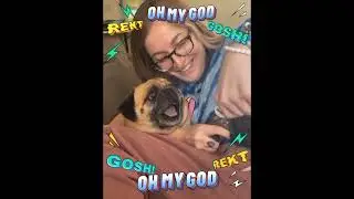 Dog Nail Cutting Drama: Scary But Makes You Laugh!😂#dog #shortvideo #funny 