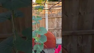 How to do 3G Cutting #bottlegourd #farming #garden #kado #লাউ