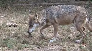 Cute wolves: wolf behaviour and lots of scent rolling