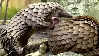 Nigeria seizes $54 million in pangolin parts, elephant tusks