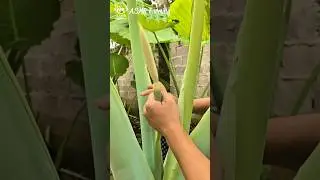 Take Care of the Taro Stem Plant &ndash; Removing Young Shoots for Healthy Leaves #asmr #asmragriculture