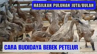 CARA BUDIDAYA BEBEK PETELUR SECARA MODERN BAGI PEMULA
