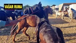 Vašar u Rumi  stoka 3 jul 2025