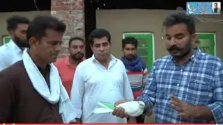 shounk kabooter bazi de-interview-ballu-maur-ਵੇਖੋ ਮੋੜਾਂ ਤੇ ਚਾਉਕੇ ਤੋਂ 8 ਲੱਖ ਦੇ ਇਨਾਮ ਜੇਤੂ ਕਬੂਤਰੀਆ