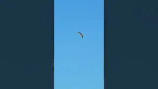 Osprey hunting at the Ocean, Fish Hawk scanning the water for fish 🐟 #birdsofprey #birdspecies