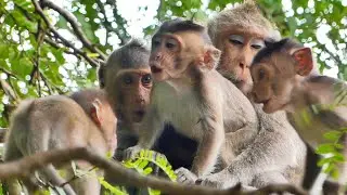 Little Monkey SANTO cries so sadly in bad mood angry Mama Monkey SARA doesn't care