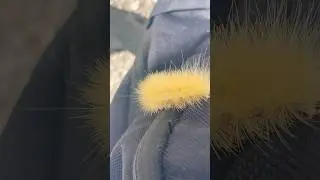Poison Caterpillar 🐛