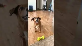 Dog Catches Ball in Slow Motion