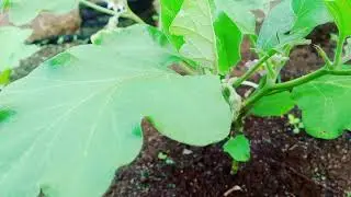 Black beauty egg plant is doing amazing.Also check out our container garden