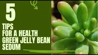 Succulant# Tips For a Healthgreen jelly bean sedum#Plants#nature#green