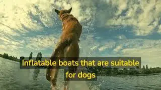 Best inflatable boats for dogs 2023