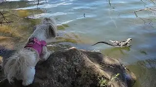 MoMo Explores Nepean River Wildlife in Penrith 🐾🦎🐉