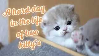 Cuteness Overload! 🐱 Two Playful Kittens Explore the World! 😍