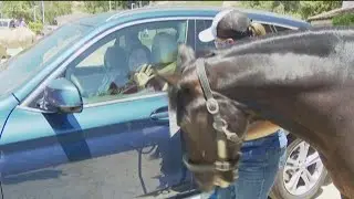 Drive-thru pet therapy at Helen Woodward unites animals with Alzheimer's patients