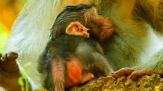 JANE MONKEY FAMILY! So Cute Baby Monkey Just Born At The Moment!