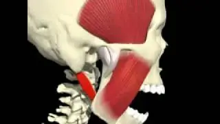 Digastrico