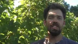Why Soils are Important in Grape Growing