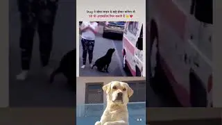 🐶🐶 #cute #dog #shorts #2025