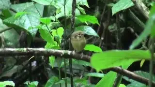 White-throated Spadebill