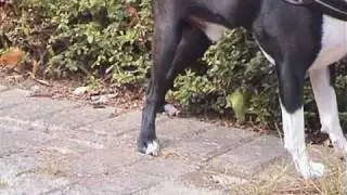 Orthese bei Ueberstreckung - Pfaff Tierorthopaedietechnik &reg;