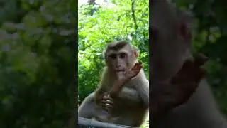 Baby Monkey Torres Look So Funny  He Always Do Like This When He Sleepy
