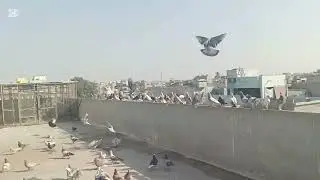 Ujjy bhai vs lala bhai 2 din ka shok score hai ujjy bhai ne mare 4 or lala bhai ne mare 9 kabuter