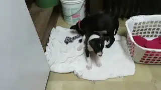 Grant, Badger and Clarke at play