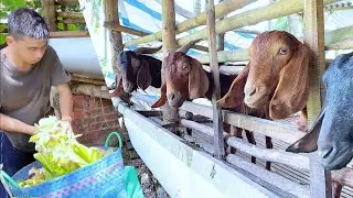 Finding food for goats and taking care of the goat herd | Long Ca Farm