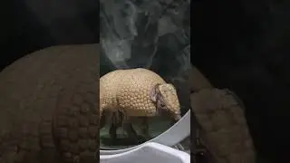 Close-Up of an Armadillo in Nature