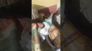 Джесси опять уволокла тапок 