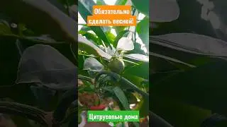 Обязательные операции для цитрусовых весной #цитрусовые #экзотика #лимон #мандарин #апельсин