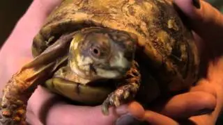 Talking Turtles at the Midwest Museum of Natural History