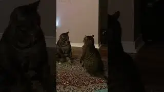 My cats fighting #cat #wrestling #likecommentsharesubscribe #1k #fyp #comment #trending #1k