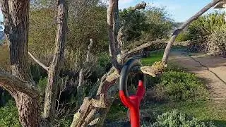 Digging up large jujube sucker with Root Slayer shovel