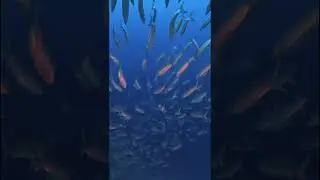 POV:  Surrounded by a powerful school of barracuda while scuba diving!