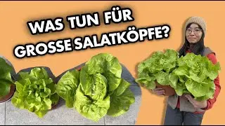 Kopfsalat in Kübeln von der Aussaat bis zur Ernte | mein Ökosystem