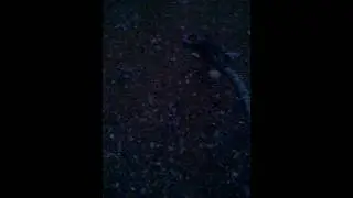 Copperhead snake