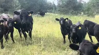 Waiting for the medicine dart to fall out. #cow 