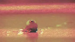 Skin Ticket - Worth:None *OFFICIAL VIDEO*