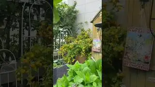 Unique Garden Decor 🌿🌼 You'll Love Sweet Garden 🌸💚#gardening #asmr​​​ #plants​​​ #flowers #nature
