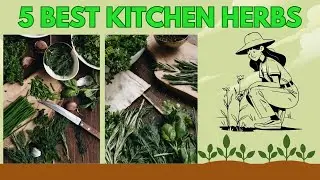 5 Must Grow Herbs for Every Home Garden!